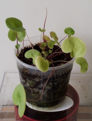 Utricularia nelumbifolia x reniformis 2014-01-26 1.jpg