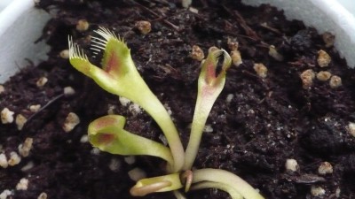 croc.JPG