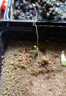 Utricularia sandersonii 2013-11-18.jpg