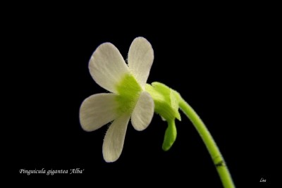 Pinguicula gigantea 'Alba' 2015.02..jpg