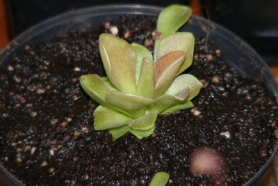 tipo Pinguicula spec (1).JPG