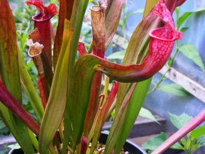 DSCF2601.JPG