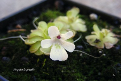 Pinguicula gracilis'14.jpg