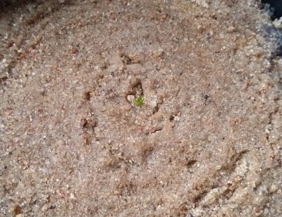 Drosera rupicola 2013-10-15 1.jpg
