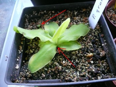 P-grandiflora.JPG