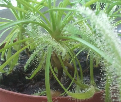 Drosera capensis saknys 2.jpg