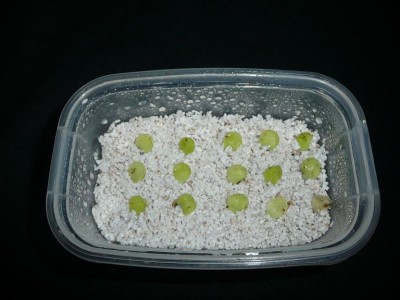 lapeliai perlite.JPG