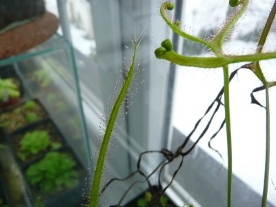 Drosera binata1.jpg
