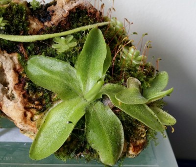 Pinguicula grandiflora 2014-06-21.jpg