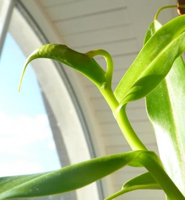 nEPENTHES2.JPG
