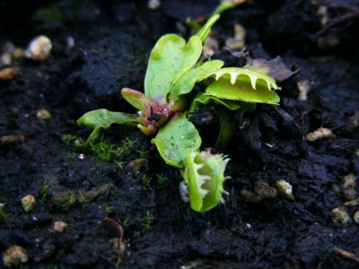 'Fuzzy tooth'.JPG