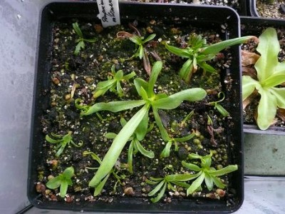 p valesnerifolia.JPG