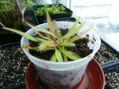 Drosera adeliae1.jpg