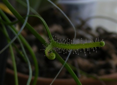 D. binata.JPG