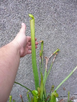 sarracenia_alata.JPG