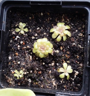 Pinguicula 'Pirouette' 2013-12-10.jpg