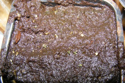 D. venusta 2012-07-15.JPG