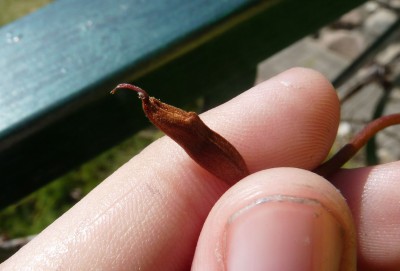 nepenthes rebecca asotelis-mazas.JPG