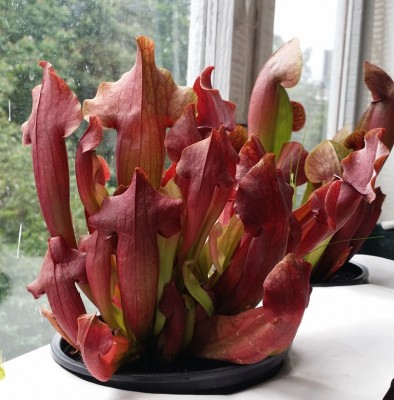 Sarracenia NoID-2 2014-05-27.jpg