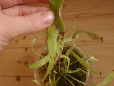 Utricularia longifolia 2013.10.05 1.JPG