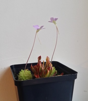 Heliamphora minor ir Pinguicula jaumavensis 2013-12-04 2.jpg