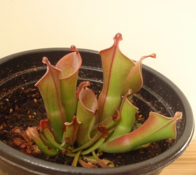 Heliamphora heterodoxa x minor 2013.08.30 2.JPG