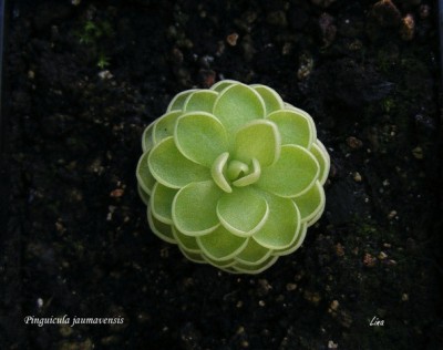 Pinguicula jaumanesis'14.jpg
