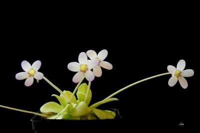 Pinguicula agnata'15.jpg