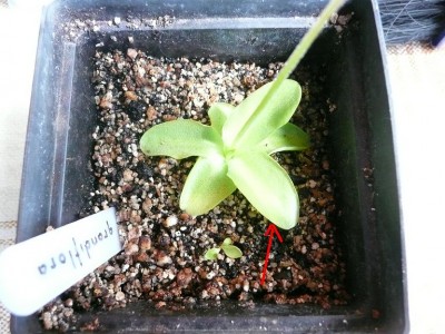 Pinguicula grandiflora atzala.JPG