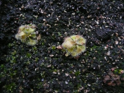Drosera dielsiana.jpg