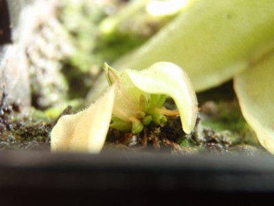 Pinguicula grandiflora 2013.08.30 4.JPG