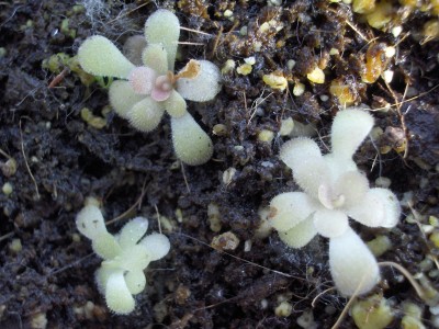 P. Piruete (2).JPG