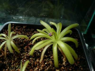 p-gracilis-moctezumae.JPG