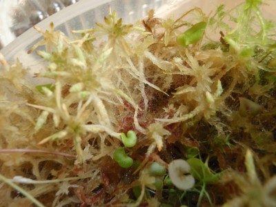 Utricularia nelumbifolia x reniformis 2013.05.02 3.JPG