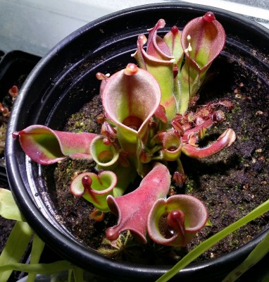 Heliamphora heterodoxa x minor 2013-10-24.jpg