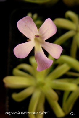 Pinguicula moctezumae hybrid'13.jpg