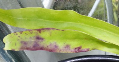 Utricularia longifolia 2013-10-24.jpg