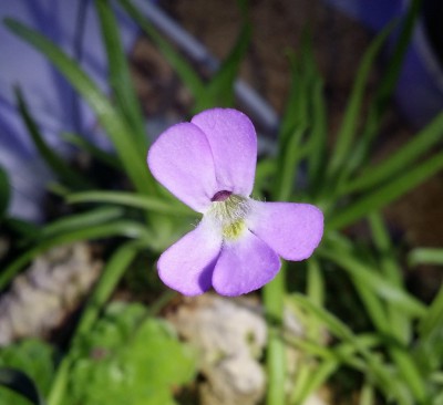 Pinguicula jaumavensis 2013-12-01.jpg