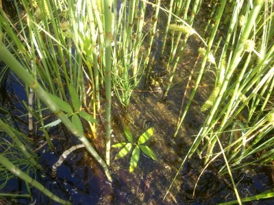 Utricularia minor 2013.06.11 3.jpg