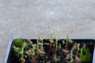 DSCF1767.JPG