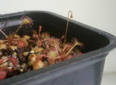 Drosera capillaris ziedynas 2012-06-20.jpg