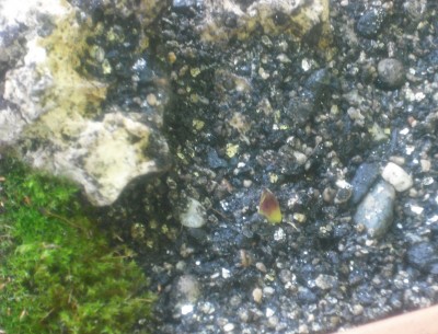 DSCF5136.JPG