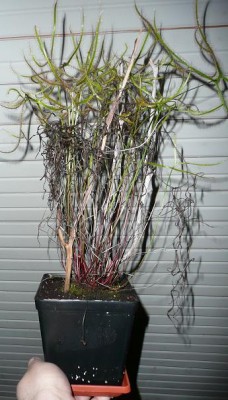 binata-pries.JPG