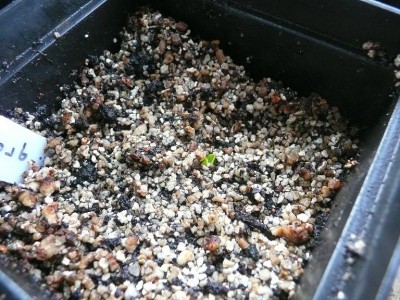 Pinguicula grandiflora.JPG