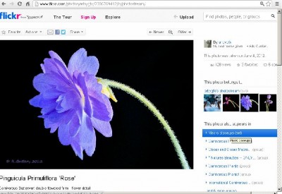 Pinguicula_primulifolia_rose2.JPG