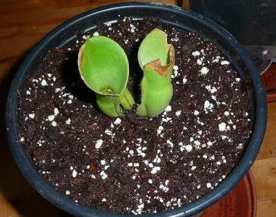heliamphora_heterodoxa_minor.JPG