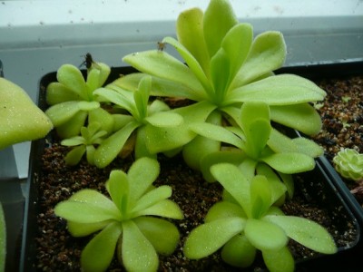 Pinguicula agnata.jpg