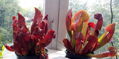 Sarracenia 2014-07-23.jpg