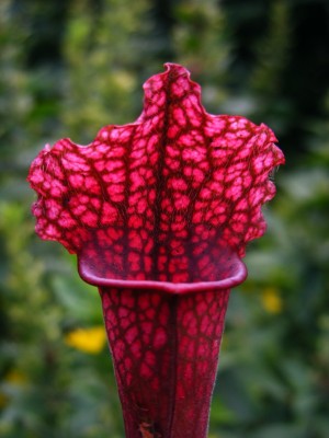 DSCF2600.JPG