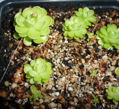 Pinguicula jaumavensis.JPG